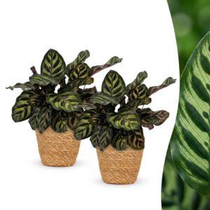 4654655ddb574f808b61e020ef14171f16f0595446d04959ab1195f258116d58.jpg Calathea Makoyana – Pfauenpflanze – 2 Pflanzen – mit Korb