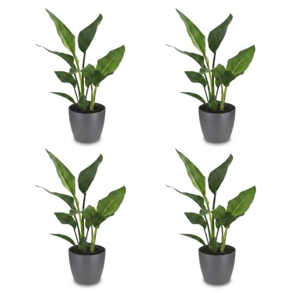 120c521346c14466a265fb5d8d410bb38cca9019f1e14a61adc5a7be73d46d8e.jpg Strelitzia Reginea – Paradiesvogelblume – 4 Pflanzen – mit grauem Topf