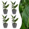 4f5c4fe854764d93a50893204c6bc2dd05a5bebbb3fd45cc8d4cc639f2d87d2c.jpg Strelitzia Reginea – Paradiesvogelblume – 4 Pflanzen – mit grauem Topf