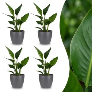 4f5c4fe854764d93a50893204c6bc2dd05a5bebbb3fd45cc8d4cc639f2d87d2c.jpg Strelitzia Reginea – Paradiesvogelblume – 4 Pflanzen – mit grauem Topf