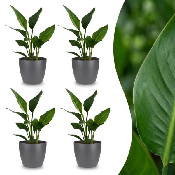 4f5c4fe854764d93a50893204c6bc2dd05a5bebbb3fd45cc8d4cc639f2d87d2c.jpg Strelitzia Reginea – Paradiesvogelblume – 4 Pflanzen – mit grauem Topf