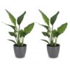 308b2e8749084f2fbb958e618112bbd6bbae05639b62422aabd7546c04500829.jpg Strelitzia Reginea – Paradiesvogelblume – 2 Pflanzen – mit grauem Topf