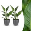 eebe31f70aa3486599af36e751137603e737b85005164821ae33e698e029efe1.jpg Strelitzia Reginea – Paradiesvogelblume – 2 Pflanzen – mit grauem Topf