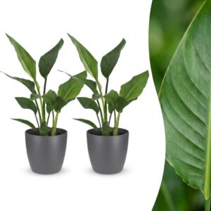 eebe31f70aa3486599af36e751137603e737b85005164821ae33e698e029efe1.jpg Strelitzia Reginea – Paradiesvogelblume – 2 Pflanzen – mit grauem Topf