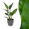 1d0eb17213234e1bb058a3c95005213bb1d18adbdccd481aa02fe606dc0f5cb8.jpg Strelitzia Reginea – Paradiesvogelblume – mit grauem Topf