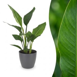 1d0eb17213234e1bb058a3c95005213bb1d18adbdccd481aa02fe606dc0f5cb8.jpg Strelitzia Reginea – Paradiesvogelblume – mit grauem Topf