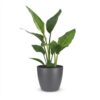383772c2b13b427facee422a5c06196d6596a15a510d4c07aa92de788b977cb5.jpg Strelitzia Reginea – Paradiesvogelblume – mit grauem Topf