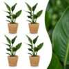 5df8df7fa9184439b83ba6edbb69946d1ad564fffde247ec994d9bdfe915efbf.jpg Strelitzia Reginea – Paradiesvogelblume – 4 Pflanzen – mit Seegras-Korb