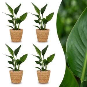 5df8df7fa9184439b83ba6edbb69946d1ad564fffde247ec994d9bdfe915efbf.jpg Strelitzia Reginea – Paradiesvogelblume – 4 Pflanzen – mit Seegras-Korb