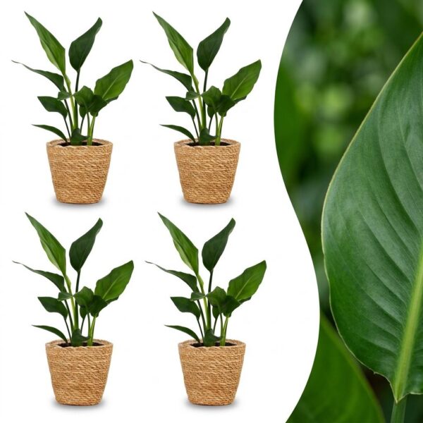 5df8df7fa9184439b83ba6edbb69946d1ad564fffde247ec994d9bdfe915efbf.jpg Strelitzia Reginea – Paradiesvogelblume – 4 Pflanzen – mit Seegras-Korb
