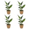 6ad6ac9b70454f878dffa675dc5e3d2e30cdae62b0174764ac9a5fd9975a6973.jpg Strelitzia Reginea – Paradiesvogelblume – 4 Pflanzen – mit Seegras-Korb