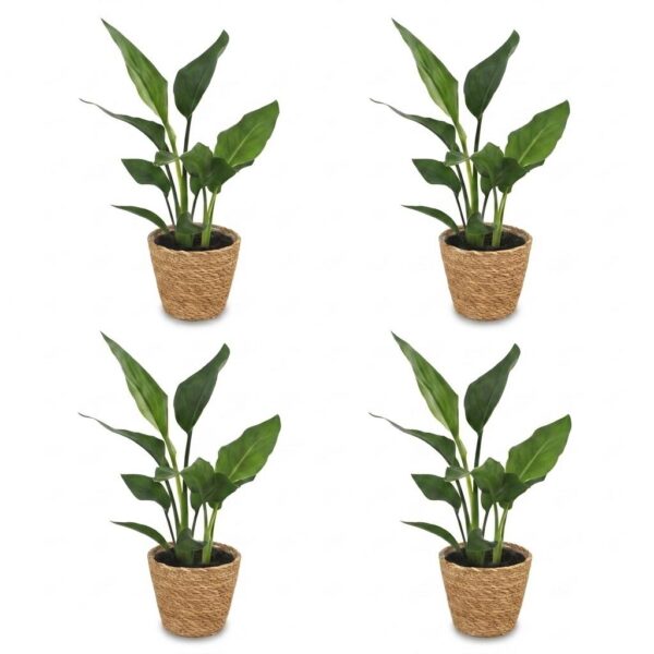 6ad6ac9b70454f878dffa675dc5e3d2e30cdae62b0174764ac9a5fd9975a6973.jpg Strelitzia Reginea – Paradiesvogelblume – 4 Pflanzen – mit Seegras-Korb