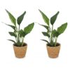 146bfe6bcbe34df2b91f28f82214831b7ae0b4cd93df4efcaaf51eef67bd1088.jpg Strelitzia Reginea – Paradiesvogelblume – 2 Pflanzen – mit Korb