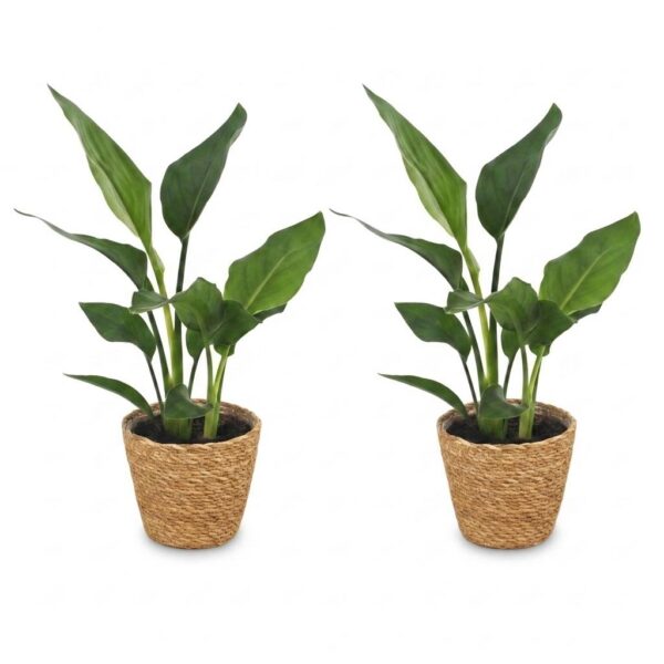 146bfe6bcbe34df2b91f28f82214831b7ae0b4cd93df4efcaaf51eef67bd1088.jpg Strelitzia Reginea – Paradiesvogelblume – 2 Pflanzen – mit Korb