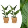 7ae636598f524425ade97a9d4791bd121818b549dc53439f86dac0c9199cd44e.jpg Strelitzia Reginea – Paradiesvogelblume – 2 Pflanzen – mit Korb