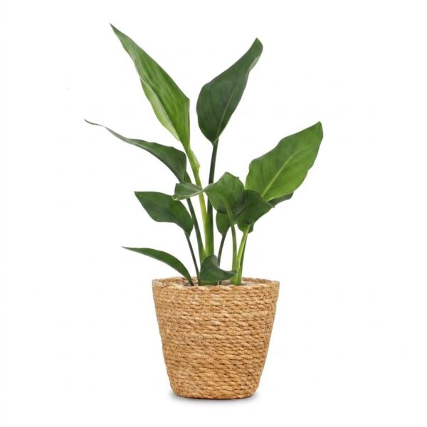 007eb872905646b59179afd90ba6bca56c10b5857f404b9ab1feb3efe2dba946.jpg Strelitzia Reginea – Paradiesvogelblume – mit Seegras-Korb