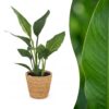 1abad40854fd42d9bb5e0254cbb7d4b9772e25a1d6f54c349699f0d8f3479354.jpg Strelitzia Reginea – Paradiesvogelblume – mit Seegras-Korb