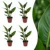 10d1760c824843d699f00f974e20158ca418226e56054c14a47143741a97e52b.jpg Strelitzia Reginea – Paradiesvogelblume – 4 Pflanzen