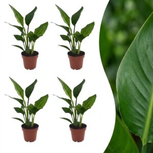 10d1760c824843d699f00f974e20158ca418226e56054c14a47143741a97e52b.jpg Strelitzia Reginea – Paradiesvogelblume – 4 Pflanzen