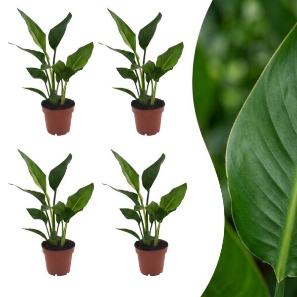 10d1760c824843d699f00f974e20158ca418226e56054c14a47143741a97e52b.jpg Strelitzia Reginea – Paradiesvogelblume – 4 Pflanzen