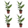 d57218760c80452191d9678dff136c28962c8190c8cd406aa8b4f41389b8007f.jpg Strelitzia Reginea – Paradiesvogelblume – 4 Pflanzen