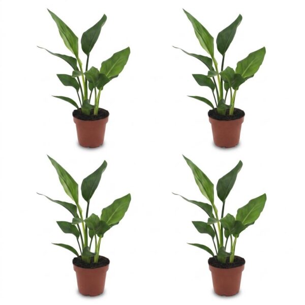 d57218760c80452191d9678dff136c28962c8190c8cd406aa8b4f41389b8007f.jpg Strelitzia Reginea – Paradiesvogelblume – 4 Pflanzen