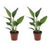 8ad8f8638f974cd0a47c1f90b138e2da76db8614965e43149e650e70c4e8a0a7.jpg Strelitzia Reginea – Paradiesvogelblume – 2 Pflanzen