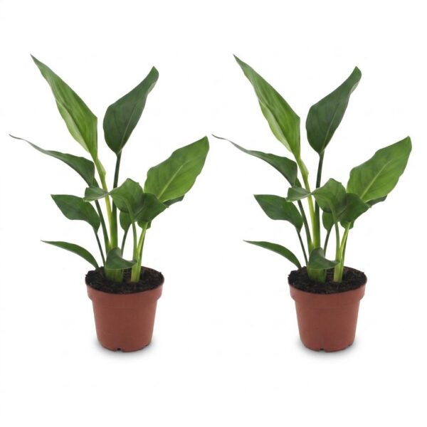 8ad8f8638f974cd0a47c1f90b138e2da76db8614965e43149e650e70c4e8a0a7.jpg Strelitzia Reginea – Paradiesvogelblume – 2 Pflanzen