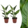 aff13c2c5e874075a2d95854e91b3a63250abc0027b24924b10be42f6de0d2d4.jpg Strelitzia Reginea – Paradiesvogelblume – 2 Pflanzen