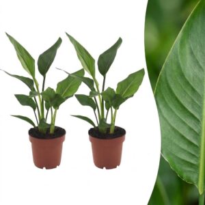 aff13c2c5e874075a2d95854e91b3a63250abc0027b24924b10be42f6de0d2d4.jpg Strelitzia Reginea – Paradiesvogelblume – 2 Pflanzen