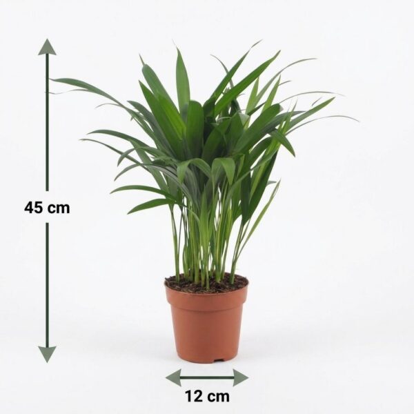 3a789b358aec47b89283f9b6bf93b075da037a9d772a44ebadbeaa3f2fe1c786.jpg Areca Lutescens – Goldpalme