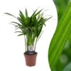 4e0b293d649d4a4da0db81c64a19fbf595b0ce41cbc54767950096b2abc6f5b4.jpg Areca Lutescens – Goldpalme