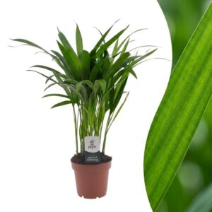 4e0b293d649d4a4da0db81c64a19fbf595b0ce41cbc54767950096b2abc6f5b4.jpg Areca Lutescens – Goldpalme