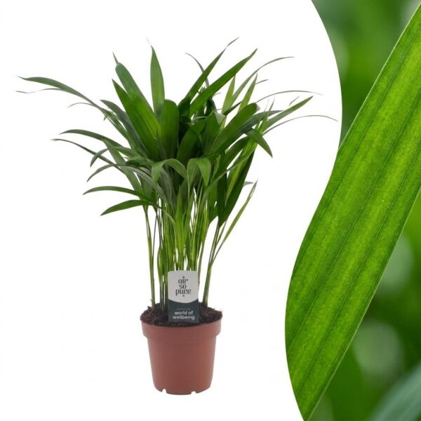 4e0b293d649d4a4da0db81c64a19fbf595b0ce41cbc54767950096b2abc6f5b4.jpg Areca Lutescens – Goldpalme