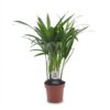 8ff44ee961e64d759fa408d2147a39d548e189bf266f4ae193950562af2a3dfe.jpg Areca Lutescens – Goldpalme