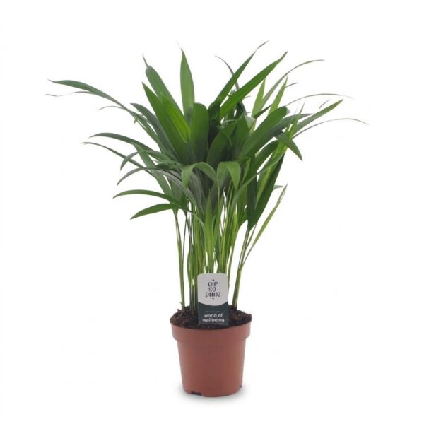 8ff44ee961e64d759fa408d2147a39d548e189bf266f4ae193950562af2a3dfe.jpg Areca Lutescens – Goldpalme