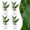 18b19eebdaf54f7497d11502a1cc695d261e84de5cc44ccfa0d162eaf245ccb8.jpg Strelitzia Reginea – Paradiesvogelblume – 4 Pflanzen – mit weißem Topf