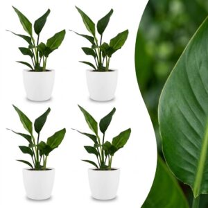 18b19eebdaf54f7497d11502a1cc695d261e84de5cc44ccfa0d162eaf245ccb8.jpg Strelitzia Reginea – Paradiesvogelblume – 4 Pflanzen – mit weißem Topf