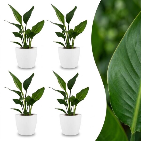 18b19eebdaf54f7497d11502a1cc695d261e84de5cc44ccfa0d162eaf245ccb8.jpg Strelitzia Reginea – Paradiesvogelblume – 4 Pflanzen – mit weißem Topf