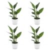 55de532dbb2e4220b8182dd543c923baea28146d9d52462ebe8ad9a11c069c33.jpg Strelitzia Reginea – Paradiesvogelblume – 4 Pflanzen – mit weißem Topf