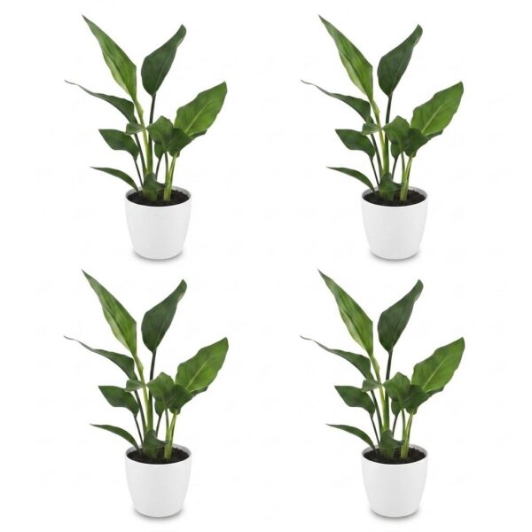 55de532dbb2e4220b8182dd543c923baea28146d9d52462ebe8ad9a11c069c33.jpg Strelitzia Reginea – Paradiesvogelblume – 4 Pflanzen – mit weißem Topf