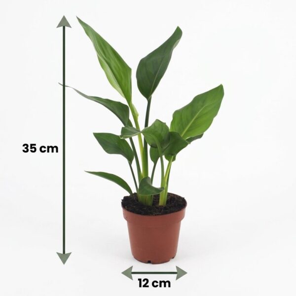 07e57c8cf7e84744915189b3f3e4d6ac72b8e54a6ff142d6a389fc2ce3ea7c8e.jpg Strelitzia Reginea – Paradiesvogelblume – 2 Pflanzen – mit weißem Topf
