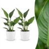 3c3e5b8e68bc4eb78375224341bd184c905a8895a8f04f65b5f887034f12312f.jpg Strelitzia Reginea – Paradiesvogelblume – 2 Pflanzen – mit weißem Topf