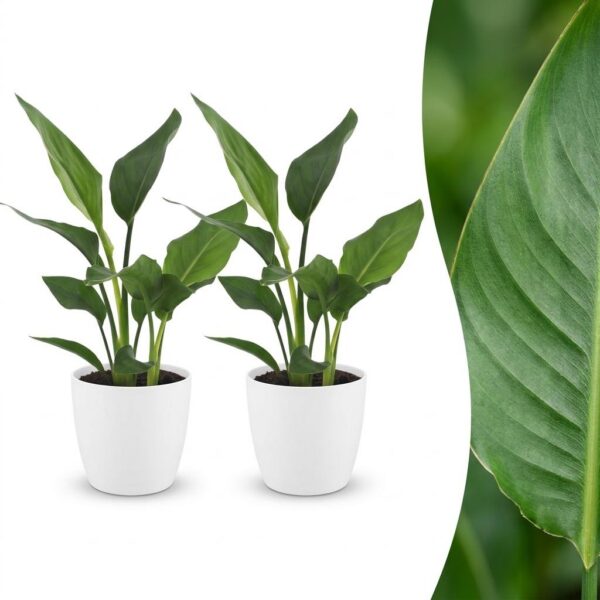 3c3e5b8e68bc4eb78375224341bd184c905a8895a8f04f65b5f887034f12312f.jpg Strelitzia Reginea – Paradiesvogelblume – 2 Pflanzen – mit weißem Topf