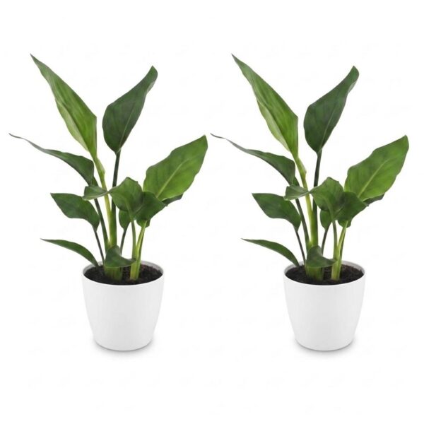 9f265119bcef452a8ca87c29612bc81ce962a4382a644003b3572940af7473ed.jpg Strelitzia Reginea – Paradiesvogelblume – 2 Pflanzen – mit weißem Topf