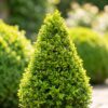 Buxus Pyramide – BetterBuxus Skylight – Resistent gegen den Buxus-Pilz