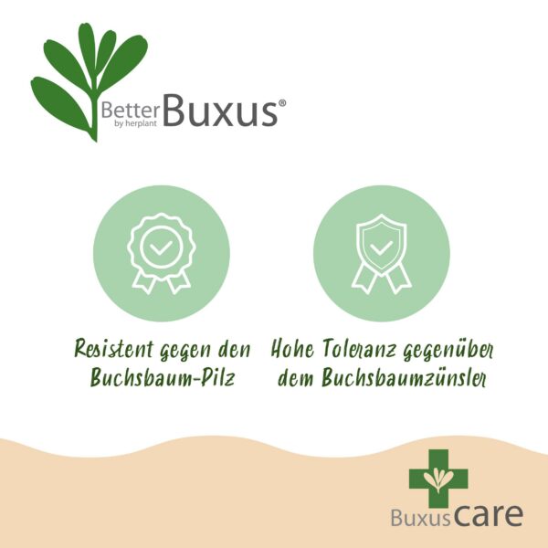 Buxus Pyramide – BetterBuxus Skylight – Resistent gegen den Buxus-Pilz