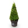 Buxus Pyramide – BetterBuxus Skylight – Resistent gegen den Buxus-Pilz