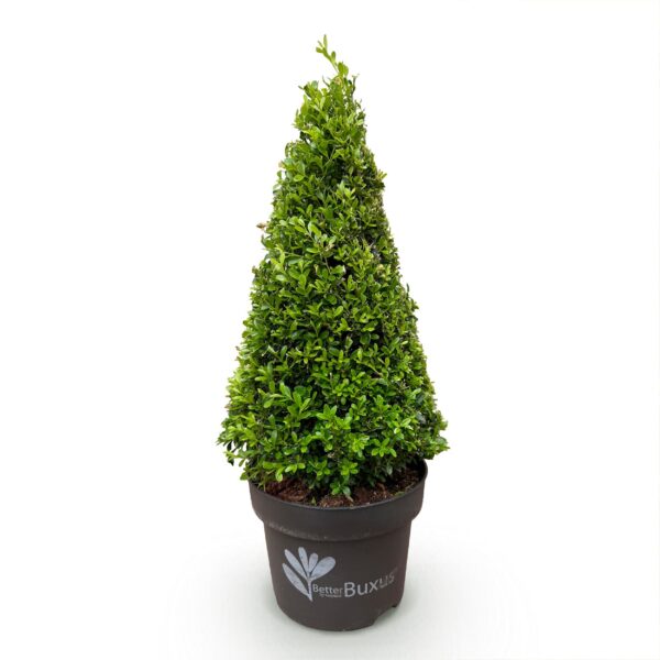 Buxus Pyramide – BetterBuxus Skylight – Resistent gegen den Buxus-Pilz