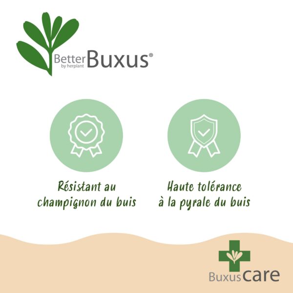 Buxus Pyramide – BetterBuxus Skylight – Resistent gegen den Buxus-Pilz